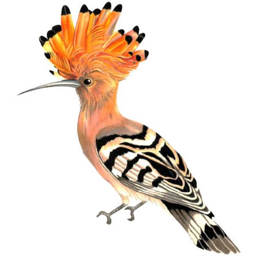 Be Hoopoe